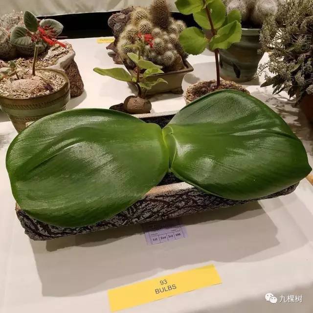 十大最贵玉露多肉品种,多肉最贵的品种有哪些