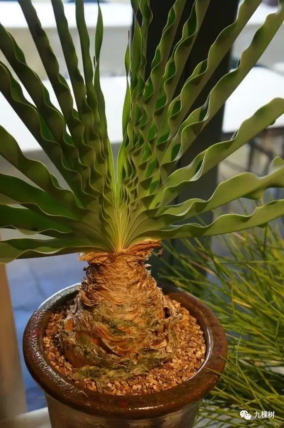 十大最贵玉露多肉品种,多肉最贵的品种有哪些