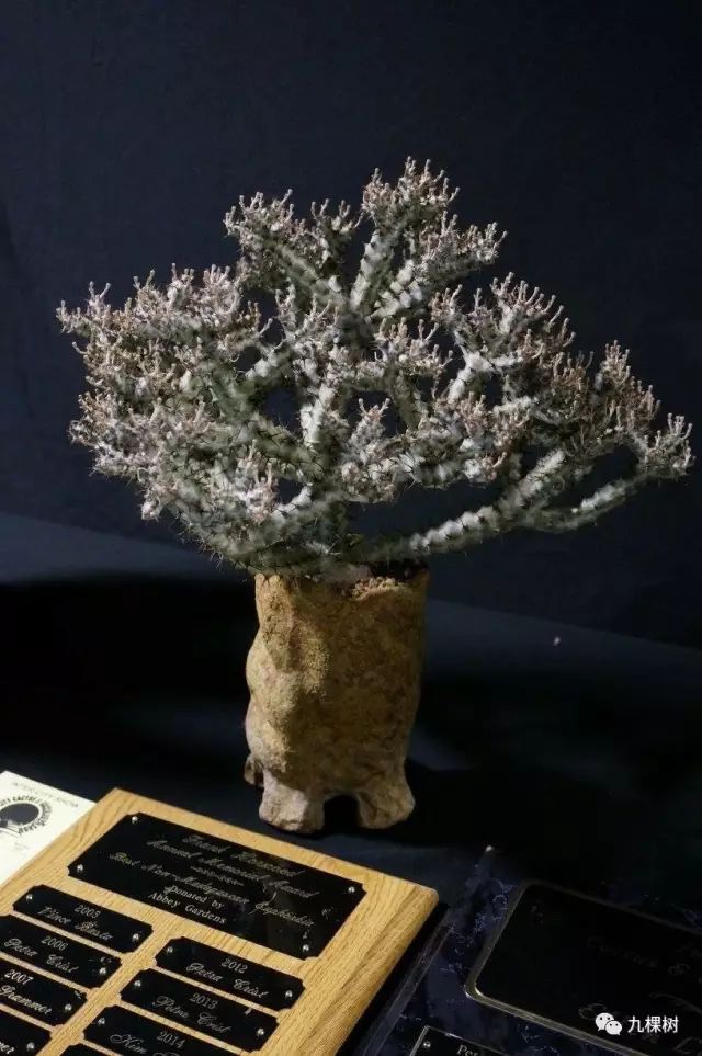 多肉万象最贵的品种,玉露多肉最贵多少钱一棵