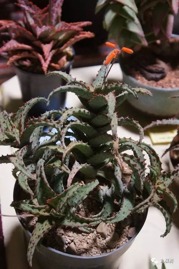 十大最贵玉露多肉品种,多肉最贵的品种有哪些