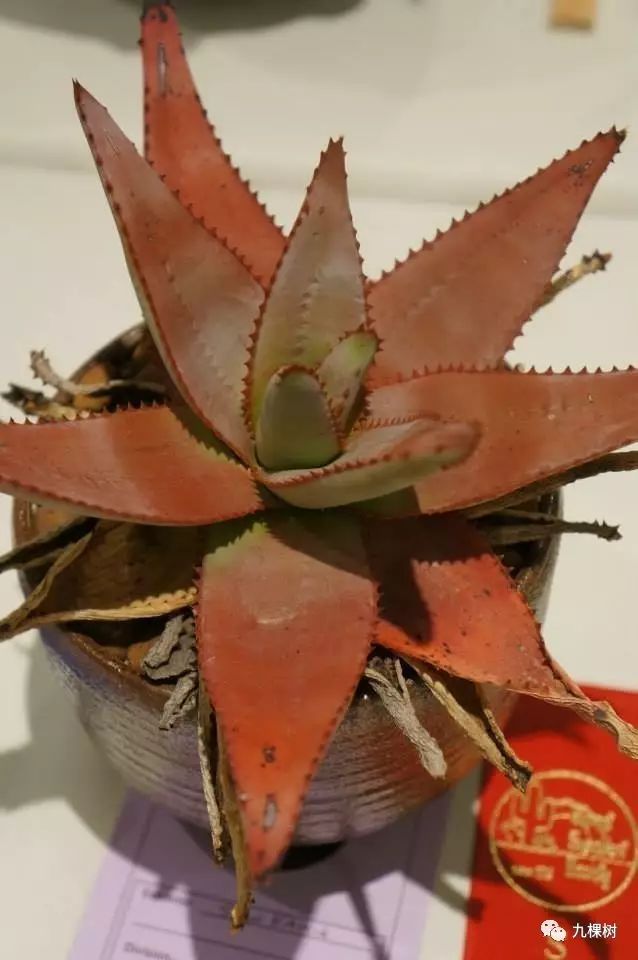 十大最贵玉露多肉品种,多肉最贵的品种有哪些