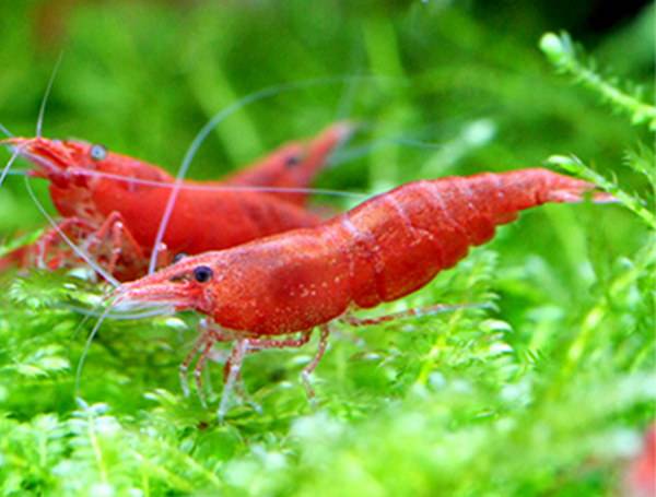 极火虾（水族箱完美搭档）