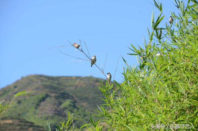 安溪种植茶叶的有利自然条件,安溪种植茶叶的情况介绍