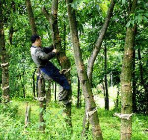 湖南品质高的斫琴用的什么漆,知名斫琴师斫琴用的什么漆