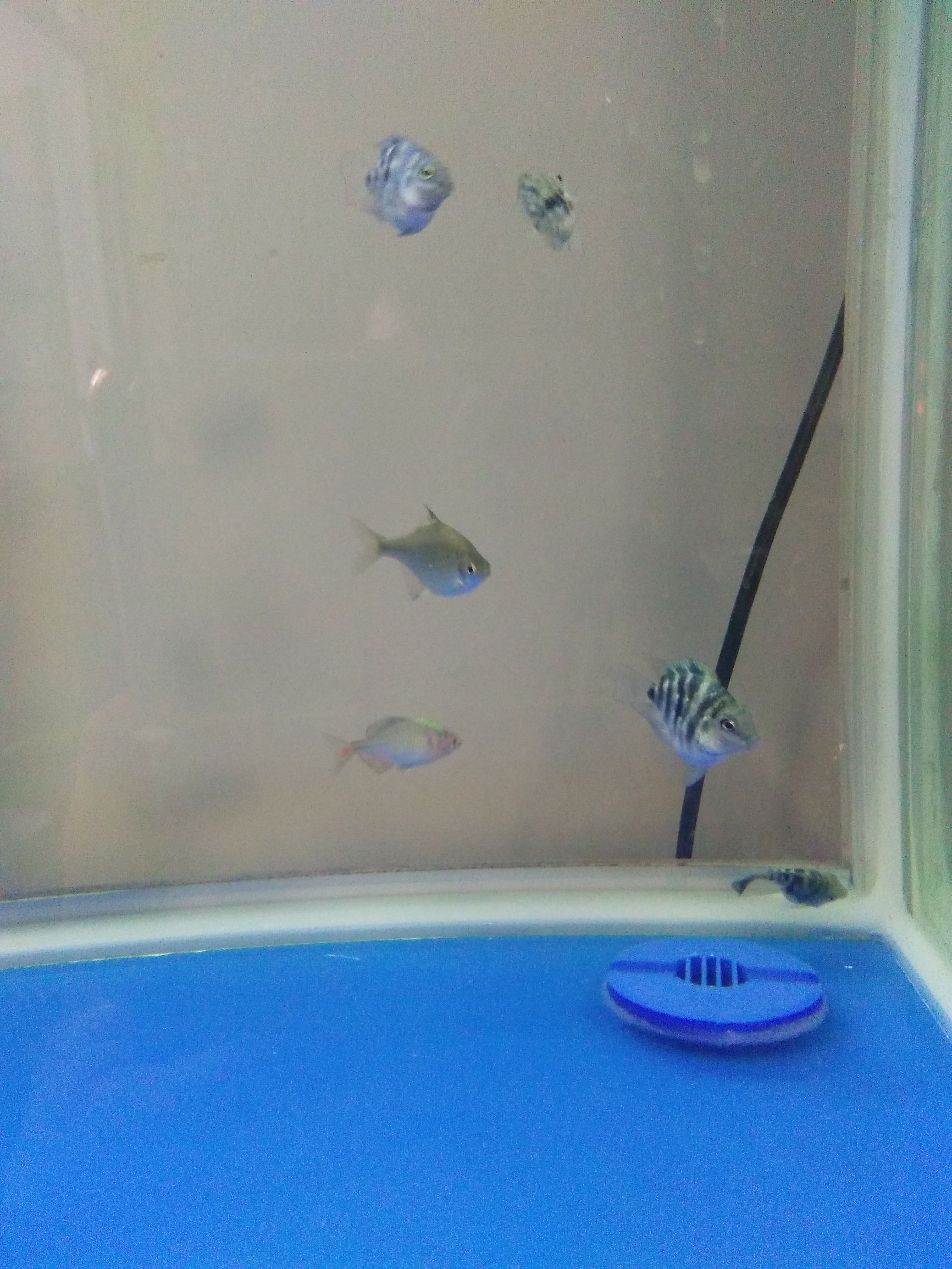 水族市场上的新宠,水族新品种