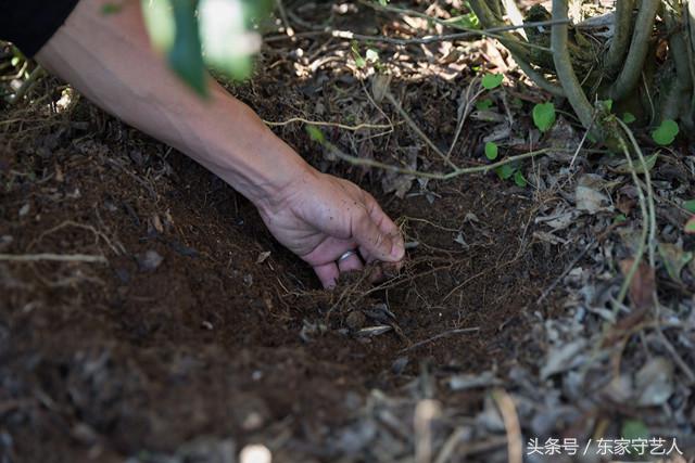 安溪种植茶叶的有利自然条件,安溪种植茶叶的情况介绍
