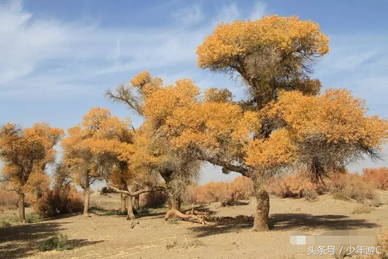 有2个浙江或6个台湾大,农民人均收入直逼上海,它就是*疆新**若羌县