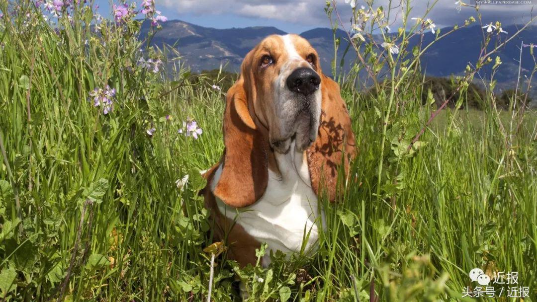 你没见过的“汪星人”都在这了！狗年就让它们来萌“化”你吧