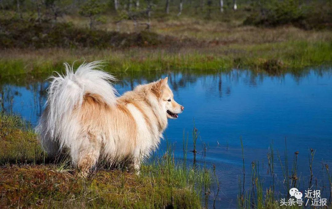 你没见过的萌宠,你没见过的宠物