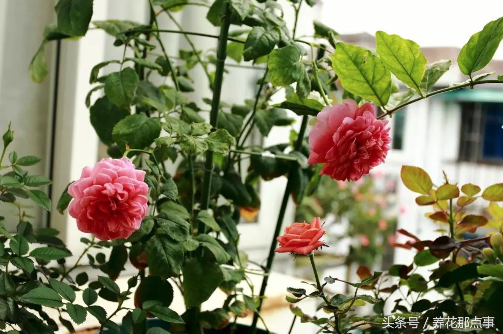 鍐板ぉ闆湴鑺辨捣,鍏ュ啲杩樿兘鐪嬪埌鑺辨捣