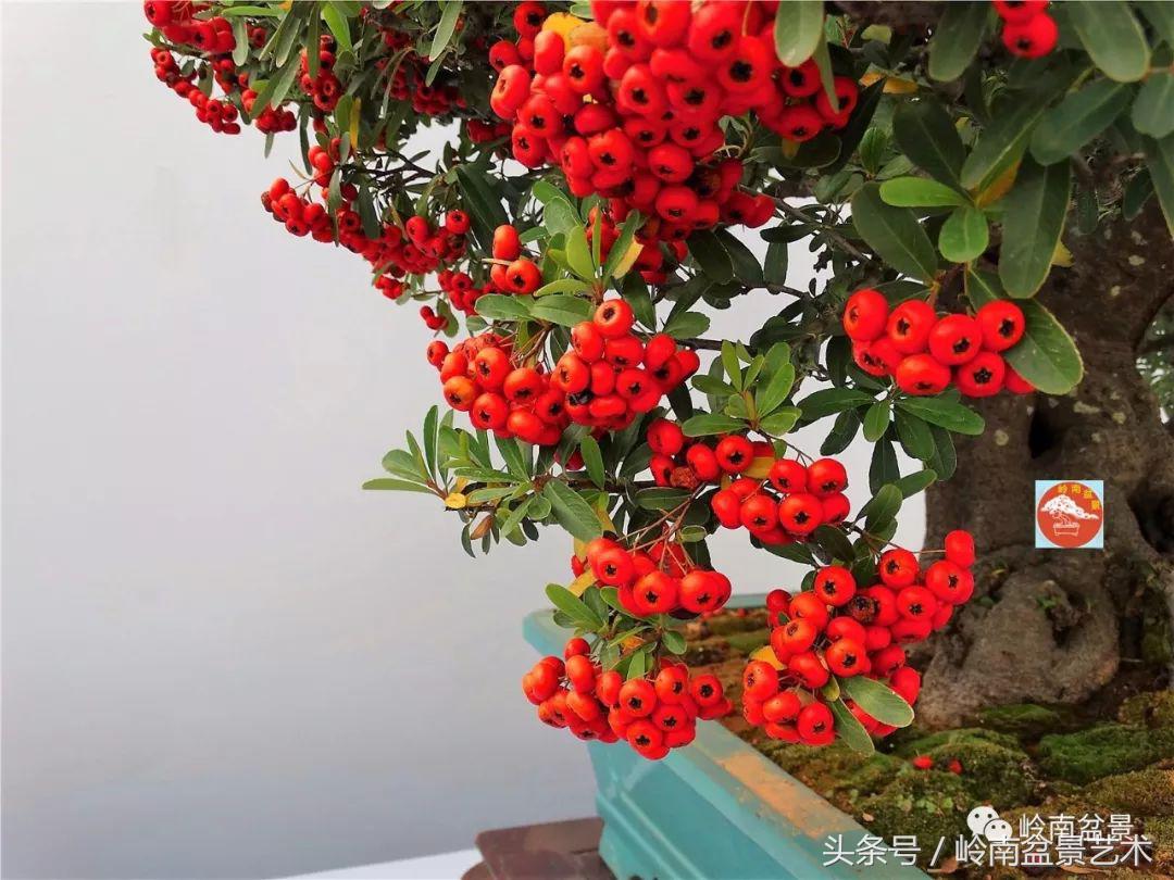 过年送礼好不好,过年送礼单数还是双数好