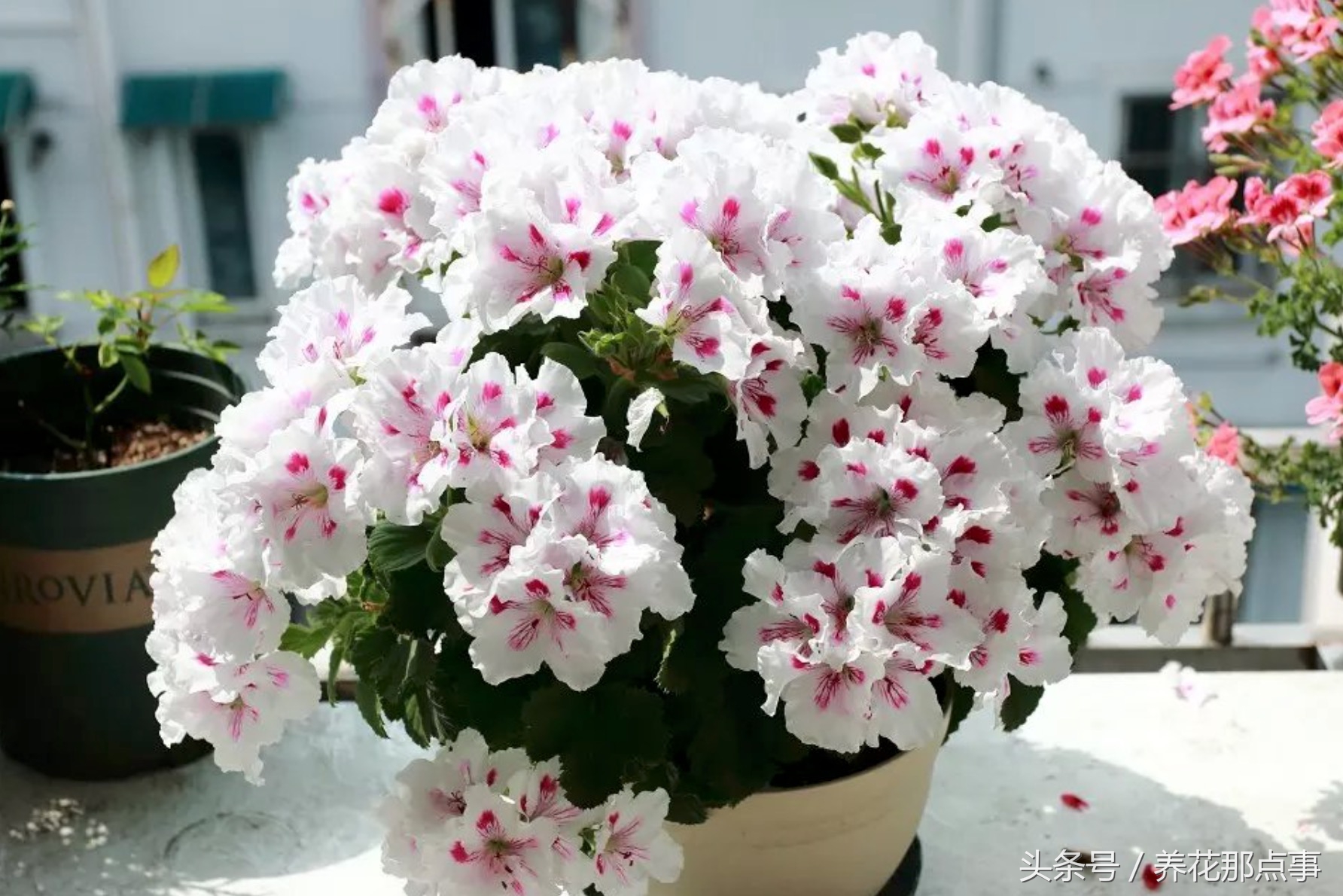 鍐板ぉ闆湴鑺辨捣,鍏ュ啲杩樿兘鐪嬪埌鑺辨捣