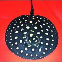 龙鱼白点病治疗最快的方法,龙鱼白点病症状及表现