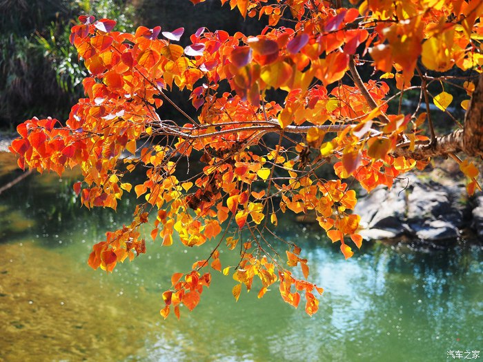 经典福克斯手动自驾游,福克斯stline自驾游