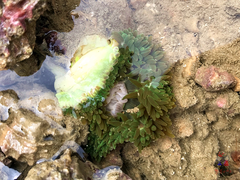 火山石晒盐，活珊瑚与苏东坡的晚年——我在海南画了一个圈儿,6