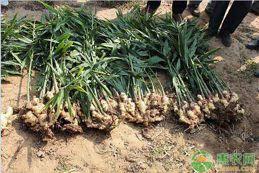 如何种生姜阳台盆栽生姜,怎样种植生姜不烂根