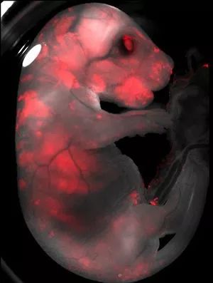 风口上的猪有望成功吗,猪的器官移植将成为现实