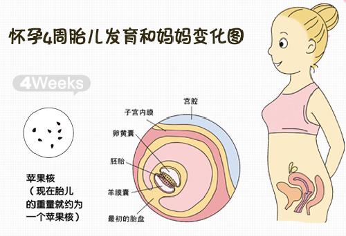 胎儿在母体内的生活,胎儿在母体里一天最多能长多少