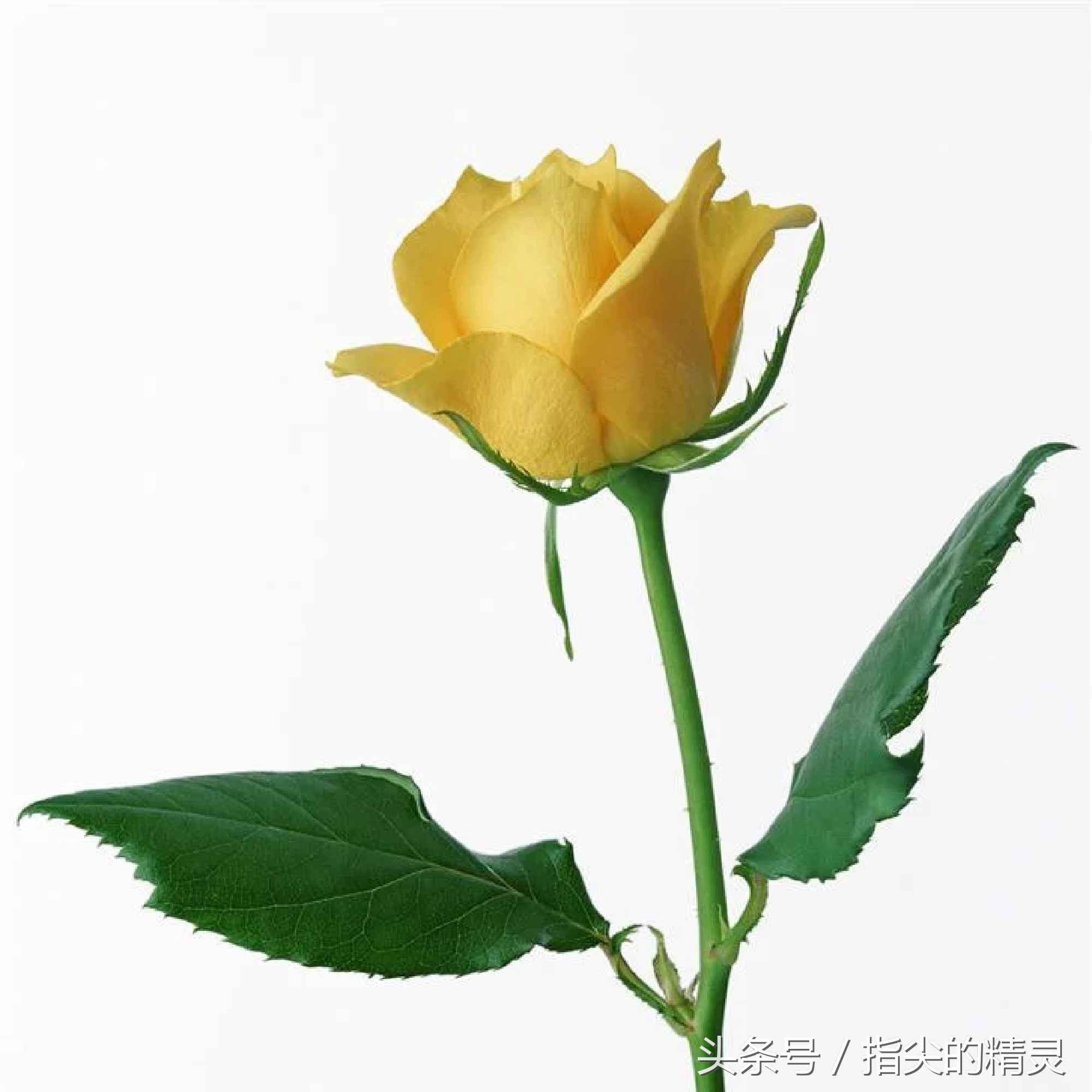 拍摄花卉组图大全,冬天拍玫瑰花图片大全