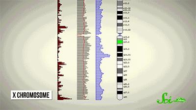 日本研究秃顶,日本教授秃头研究