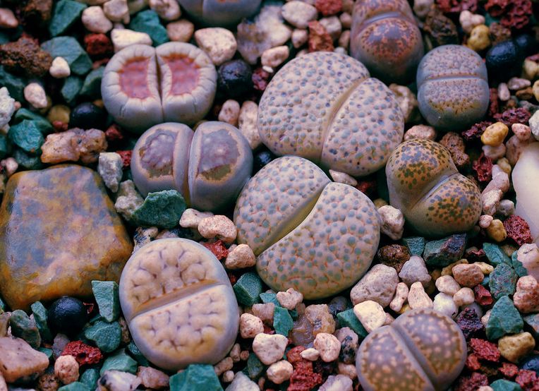 多肉生石花开花后会怎样,生石花多肉中间是空的