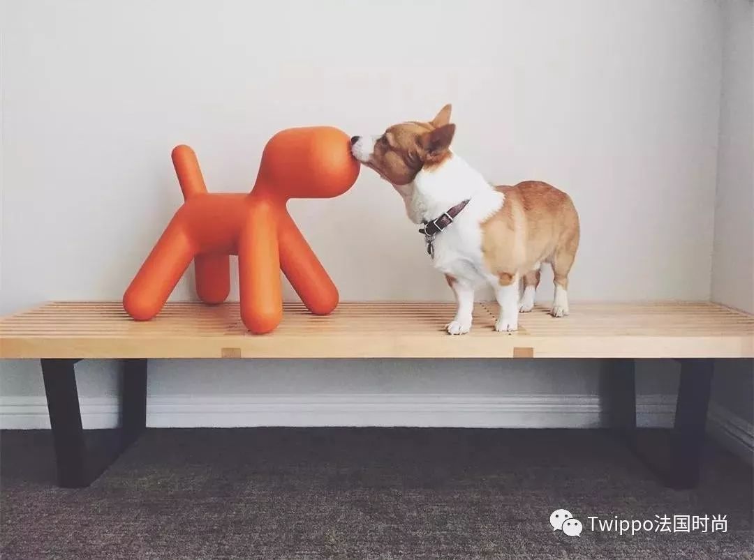 吐槽完了狗年单品，你给你的狗主子买了什么？