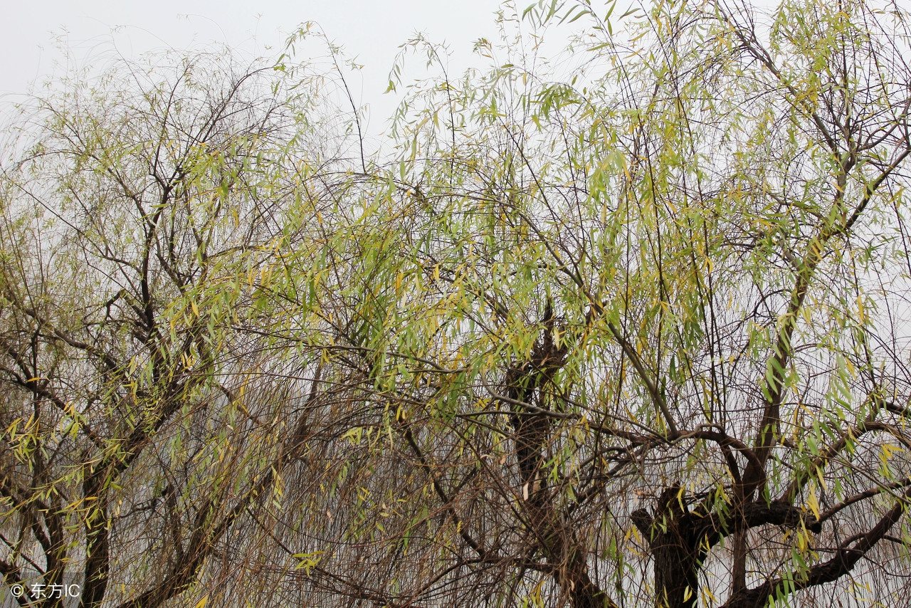 在那池边的一角，一棵柳树迎风招展