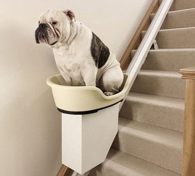 狗狗爱撕毯子,狗狗爱撕纸的行为