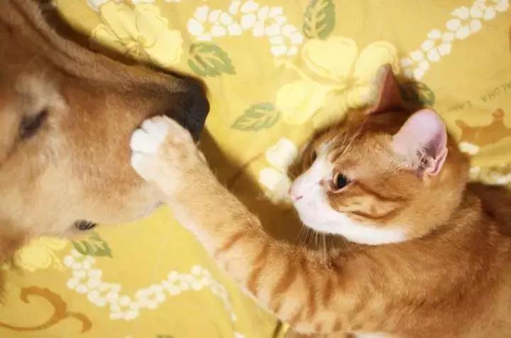 这只金毛和小菊猫的画风太甜啦！情人节狗粮奉上