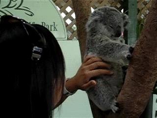 呆萌嗜睡的澳洲国宝居然是吃“屎”长大的