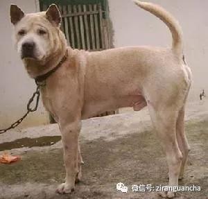 狗年说狗漫谈中国古代的狗,狗年说狗相声