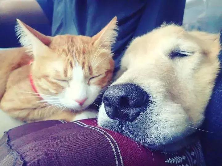 这只金毛和小菊猫的画风太甜啦！情人节狗粮奉上