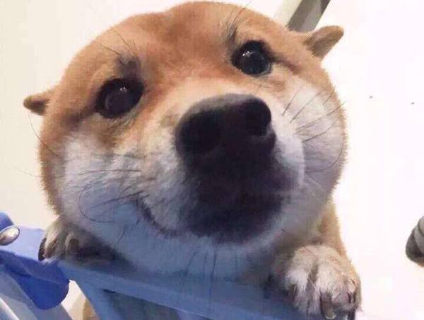 狗年是农历的哪一年,狗年是2005年吗