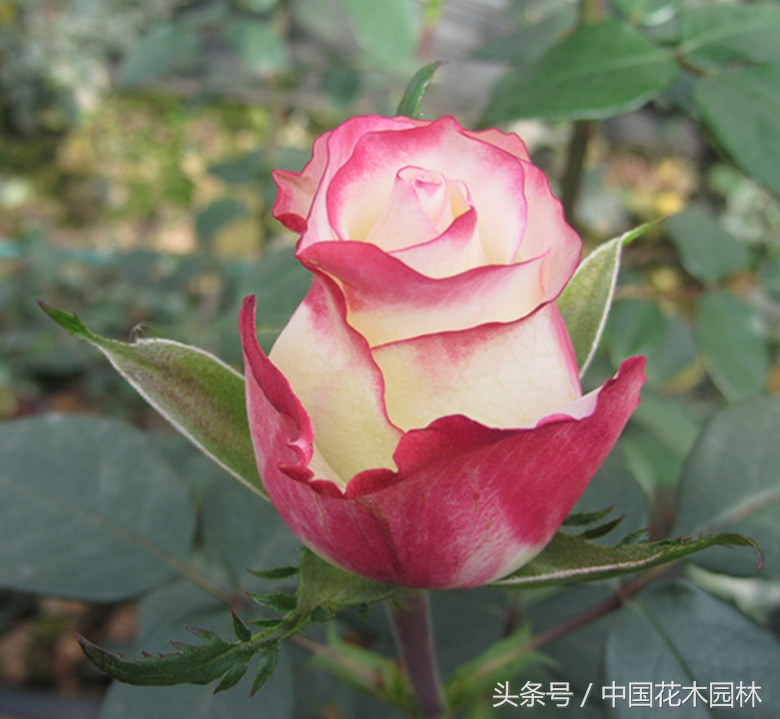 昆明斗南代收花卉新品种使用费为育种商撑起权益保护伞