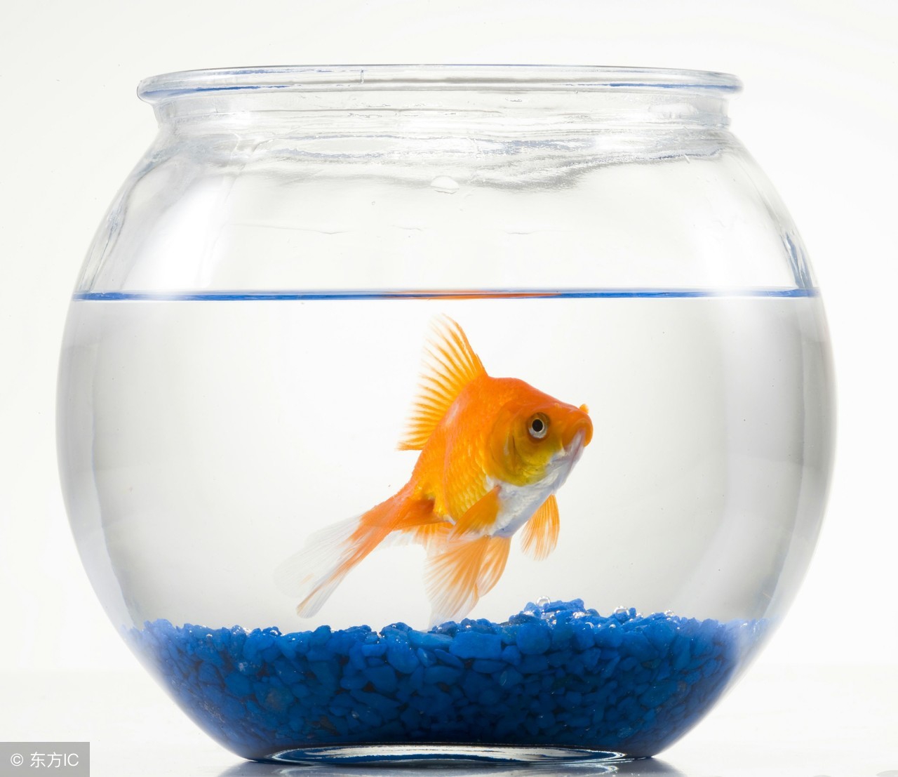 怎样养好金鱼苗,养好兰寿金鱼的诀窍