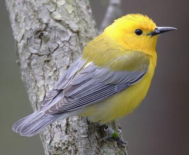 宠物鸟急救技巧,宠物鸟骨折了怎么包扎