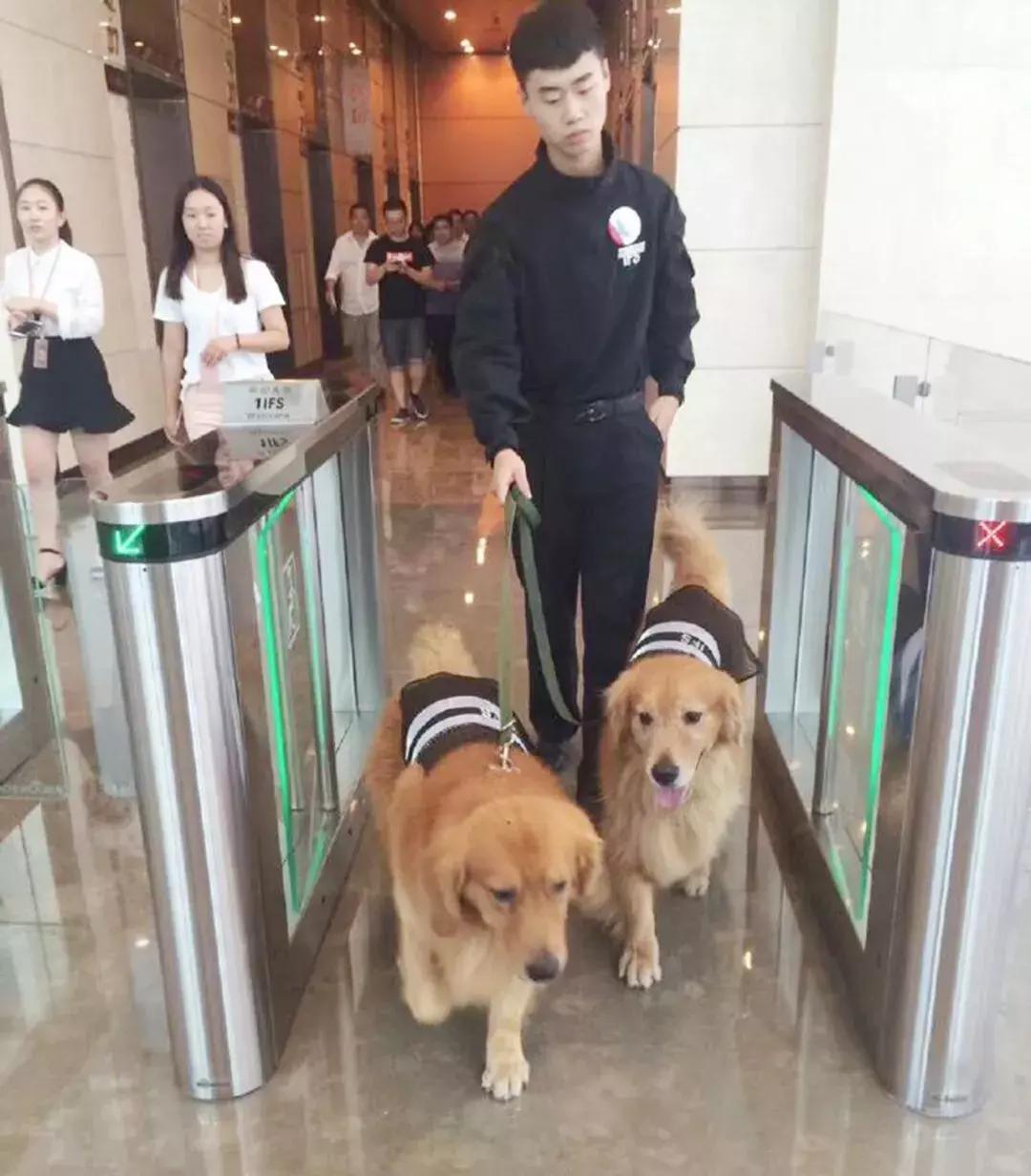 成都的十条网红狗，有的住豪宅穿名牌，比人活得还巴适