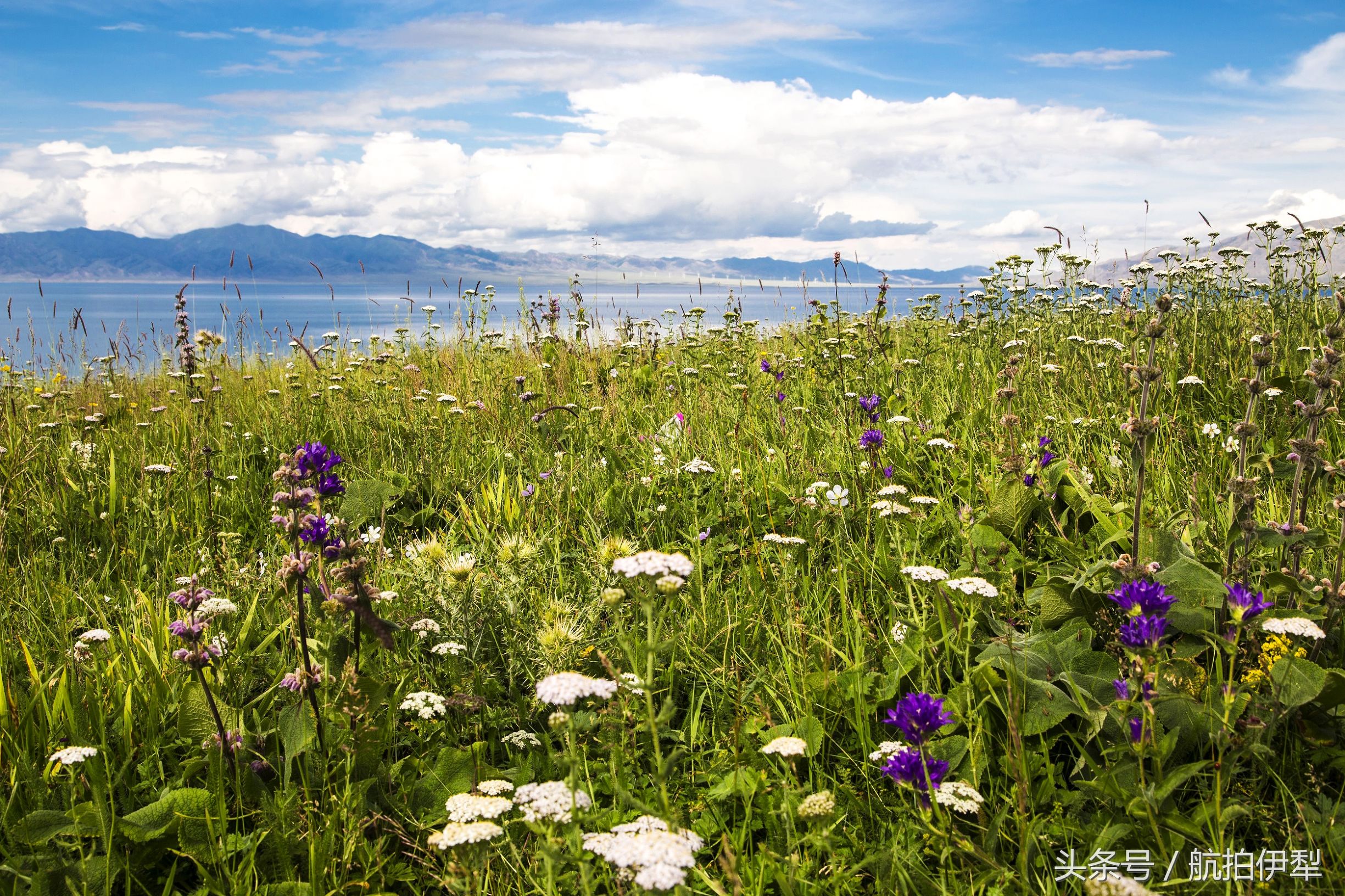美丽的赛里木湖风景图片,赛里木湖的美景