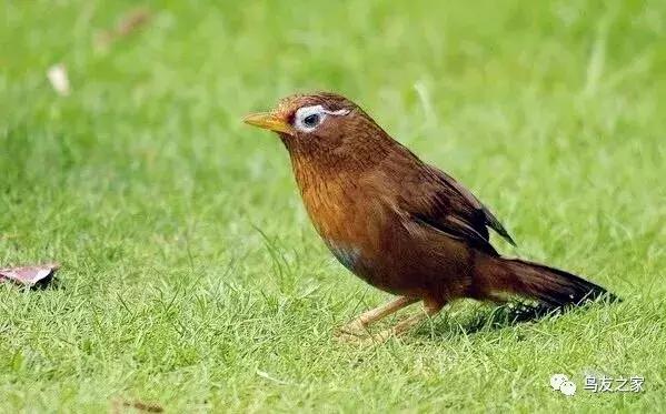 画眉产地怎么区分,画眉产地