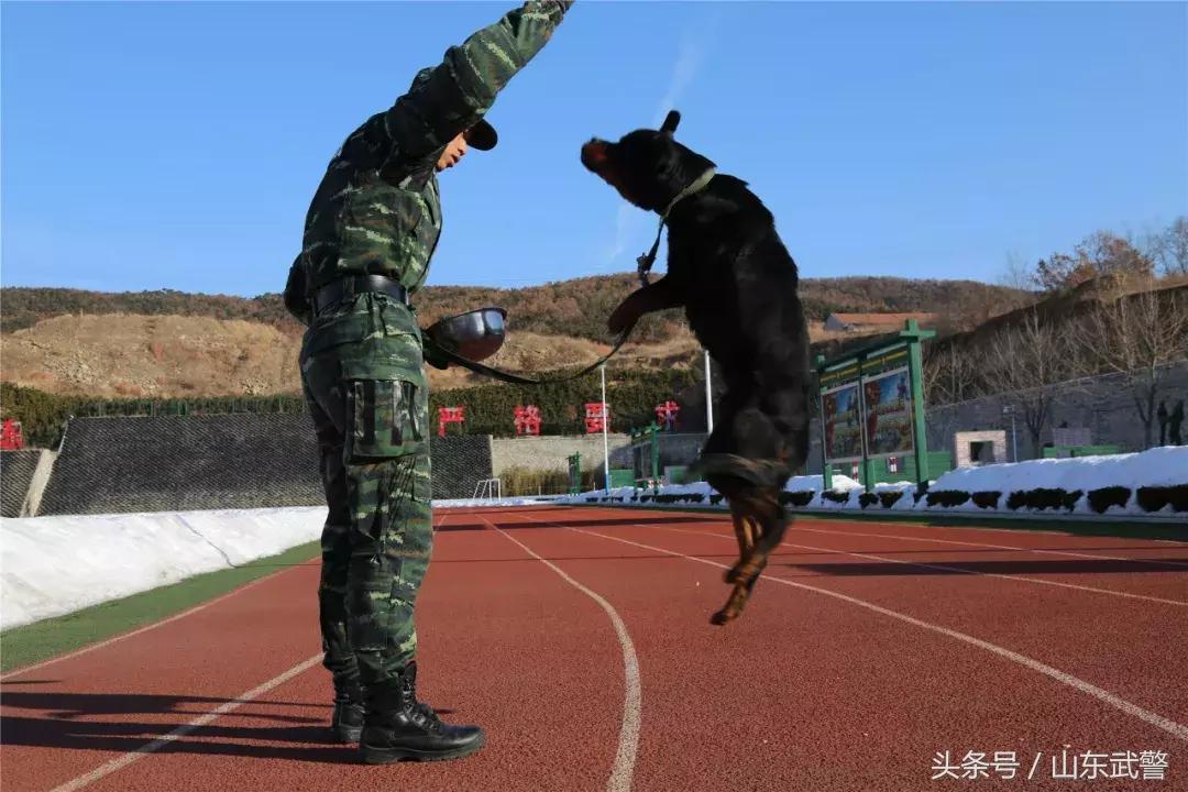军犬来了|在两代训犬员爱的传承下,“萌犬”虎子变“猛犬”