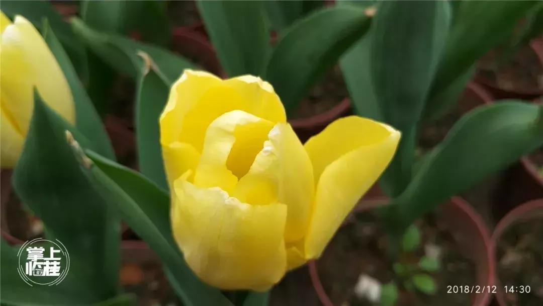 2020桂林訾洲公园郁金香盛开,桂林訾洲公园郁金香花期