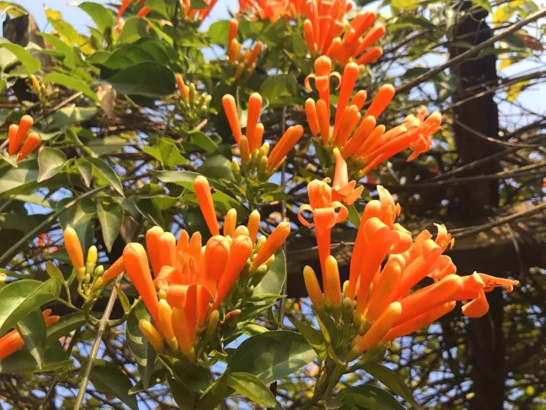 广东清远森波拉旅游度假区,清远森波拉景区