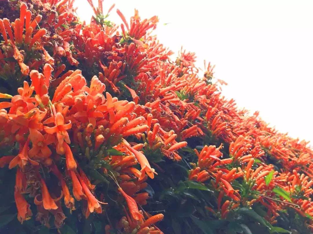 广东清远森波拉旅游度假区,清远森波拉景区