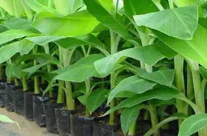 我们自认为美味的香蕉，不过是半个世纪前自然淘汰下的次等品