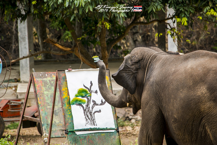 清迈佛寺之城等你采撷的泰北玫瑰,清迈环球旅行家
