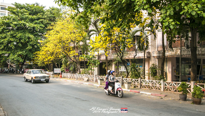 泰国清迈县旅行者,清迈佛寺之城等你采撷的泰北玫瑰
