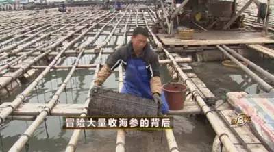 90年代300万养海参,东北小伙花费上亿养海参