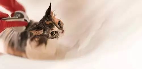 盘点那些怕水的猫咪,谁说猫咪胆小不聪明