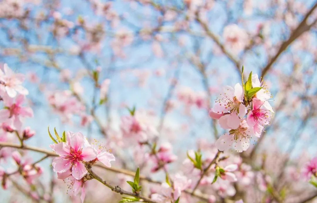 赏花蚌埠,蚌埠春季赏花