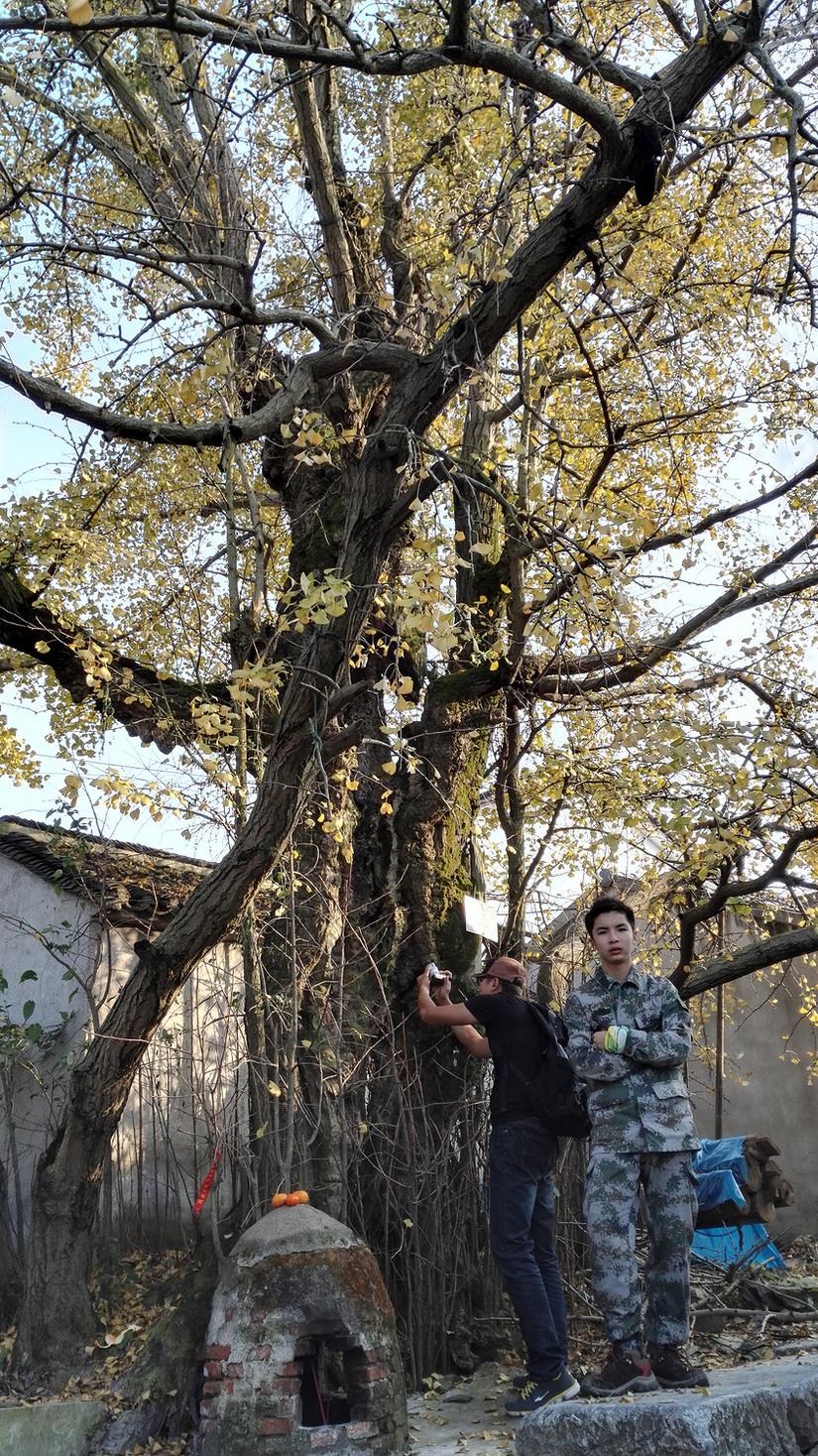 东山哪里的银杏最好看,阳山东山银杏打卡点